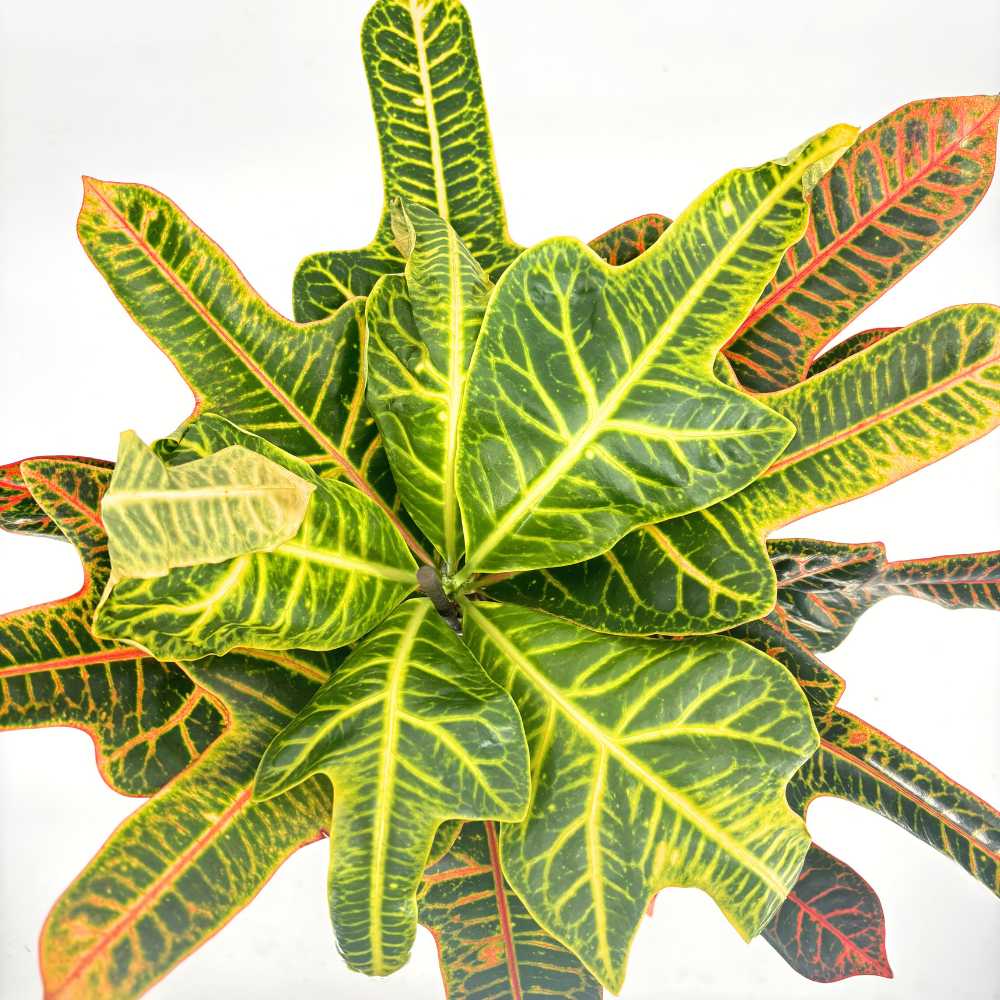 Кротон Codiaeum variegatum 'Excellent' – декоративно стайно растение с многоцветни листа, 60 см