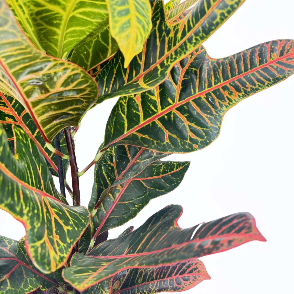 Кротон Codiaeum variegatum 'Excellent' – декоративно стайно растение с многоцветни листа, 60 см