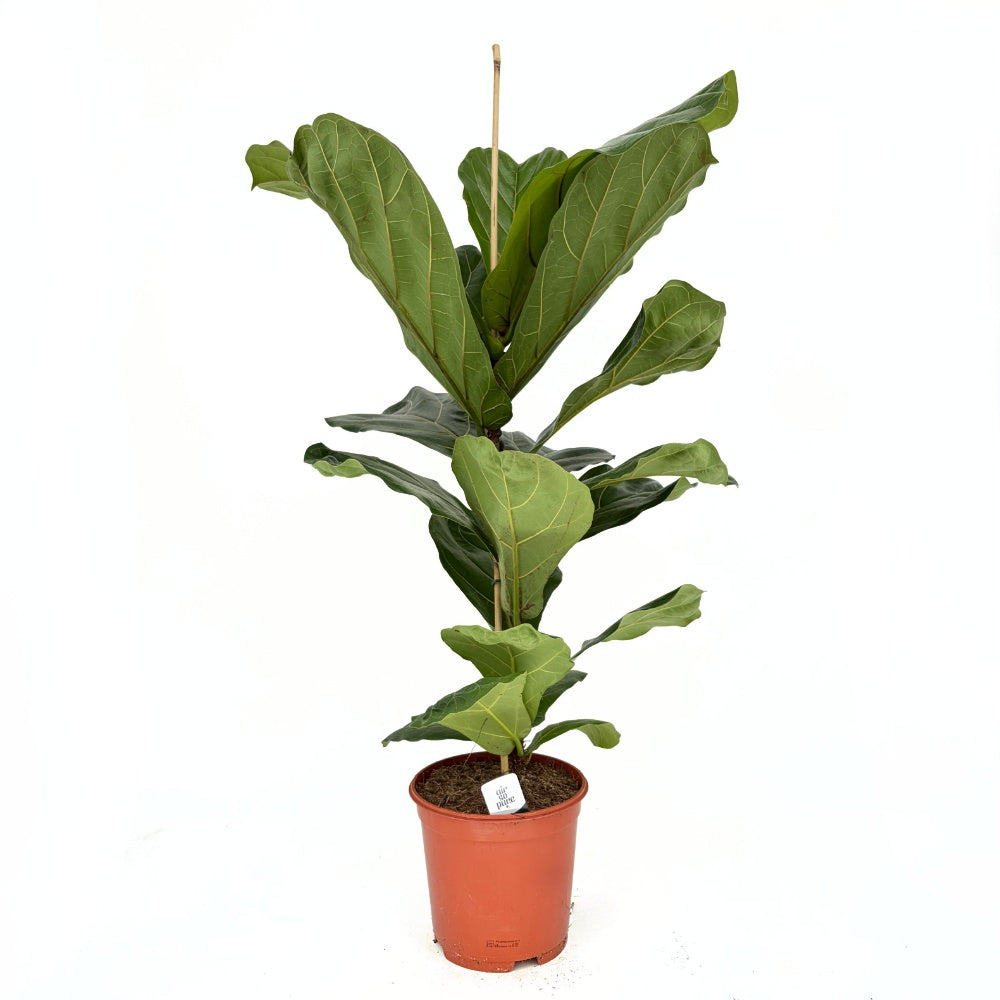 Фикус лират (Ficus lyrata) 100 см – ефектно стайно растение с декоративни листа