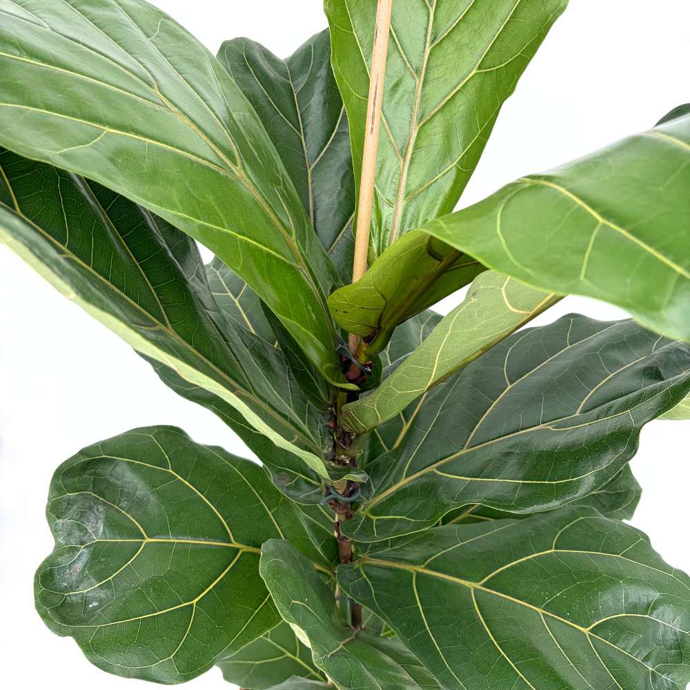 Фикус лират (Ficus lyrata) 100 см – ефектно стайно растение с декоративни листа