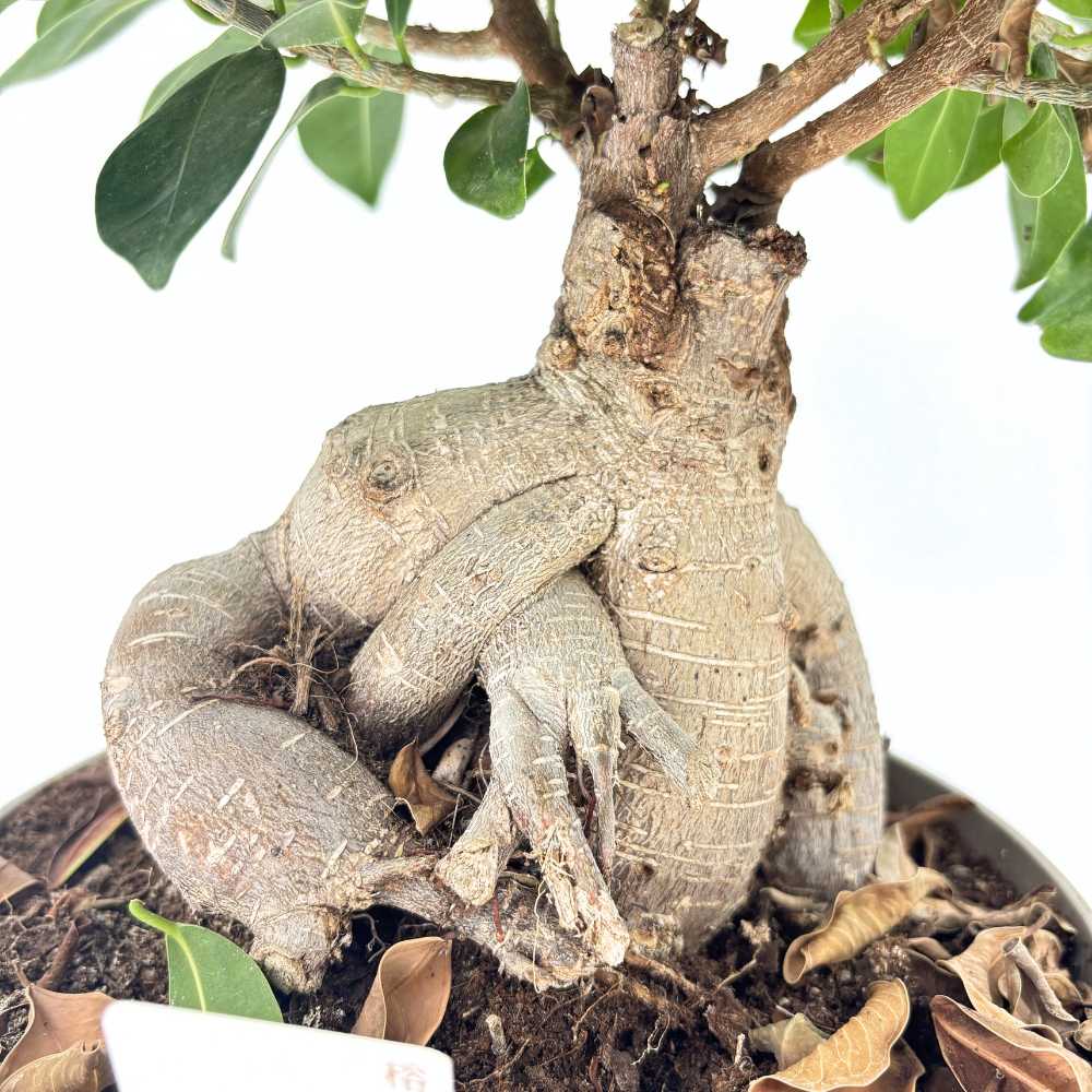 Фикус Бонсай Ginseng – с дебели корени, стайно растение, пречиства въздуха, 40–50 см
