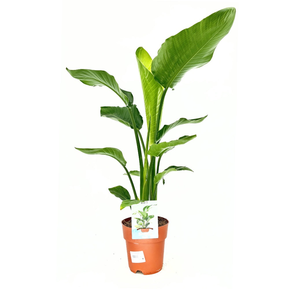 Strelitzia Nicolai (Бяла райска птица), 110 см, голямо екзотично растение с гигантски тропически декоративни листа за интериор