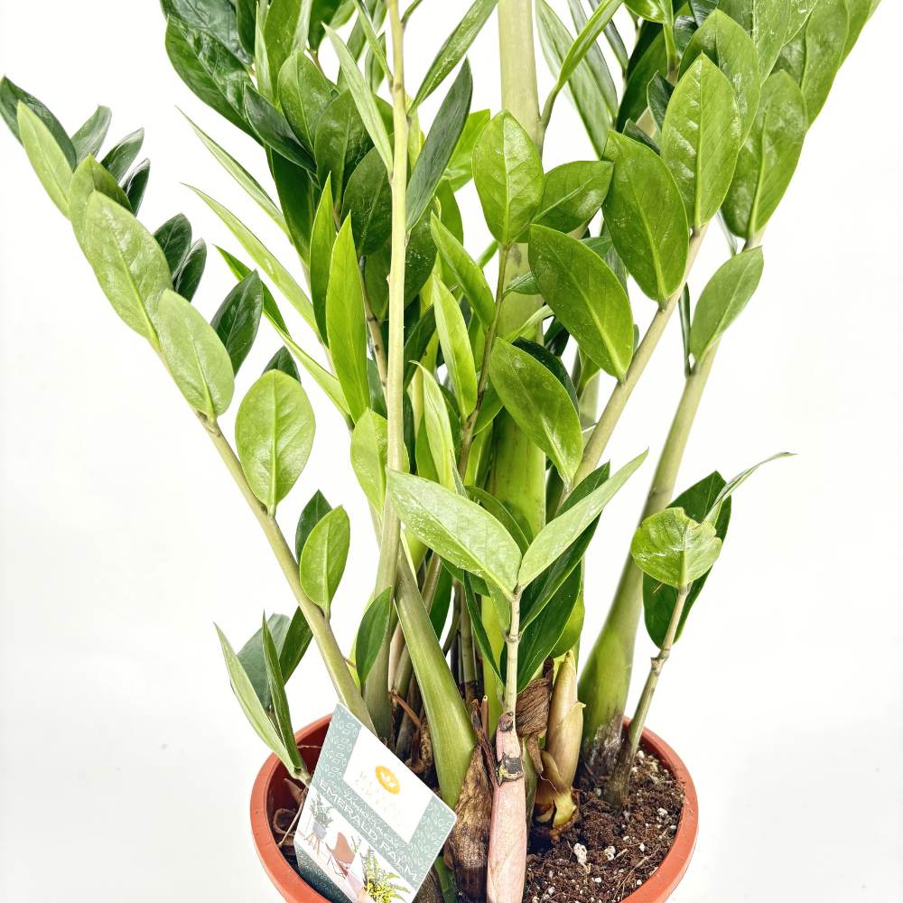 Растение на късмета (Zamioculcas Zamiifolia), 100 см, стайно растение със сукулентни листа, устойчиво на сянка, рядко поливане, 8 клона