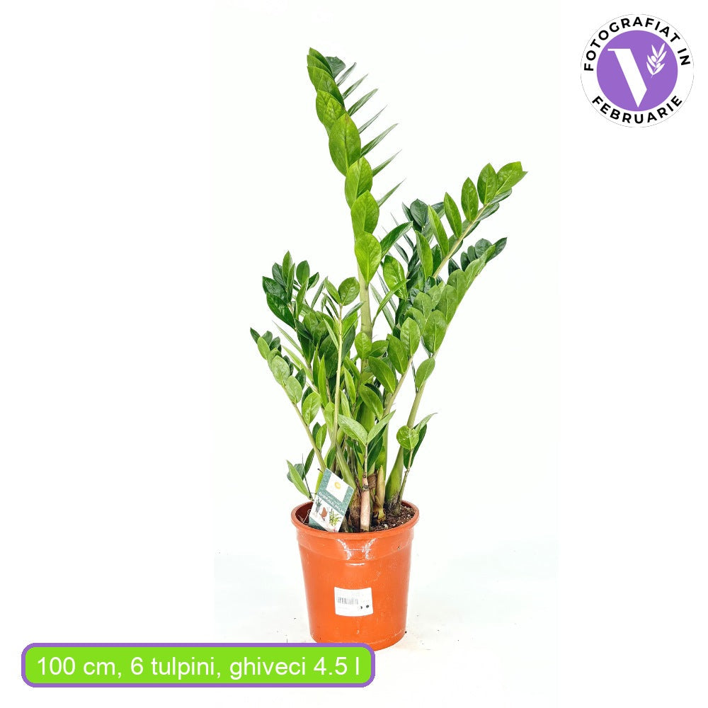Растение на късмета (Zamioculcas Zamiifolia), 100 см, стайно растение със сукулентни листа, устойчиво на сянка, рядко поливане, 8 клона