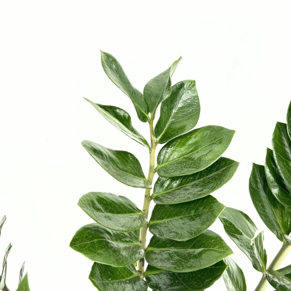 Растение на късмета (Zamioculcas Zamiifolia), 110 см, стайно растение със сукулентни листа, устойчиво на сянка, лесна поддръжка, рядко поливане