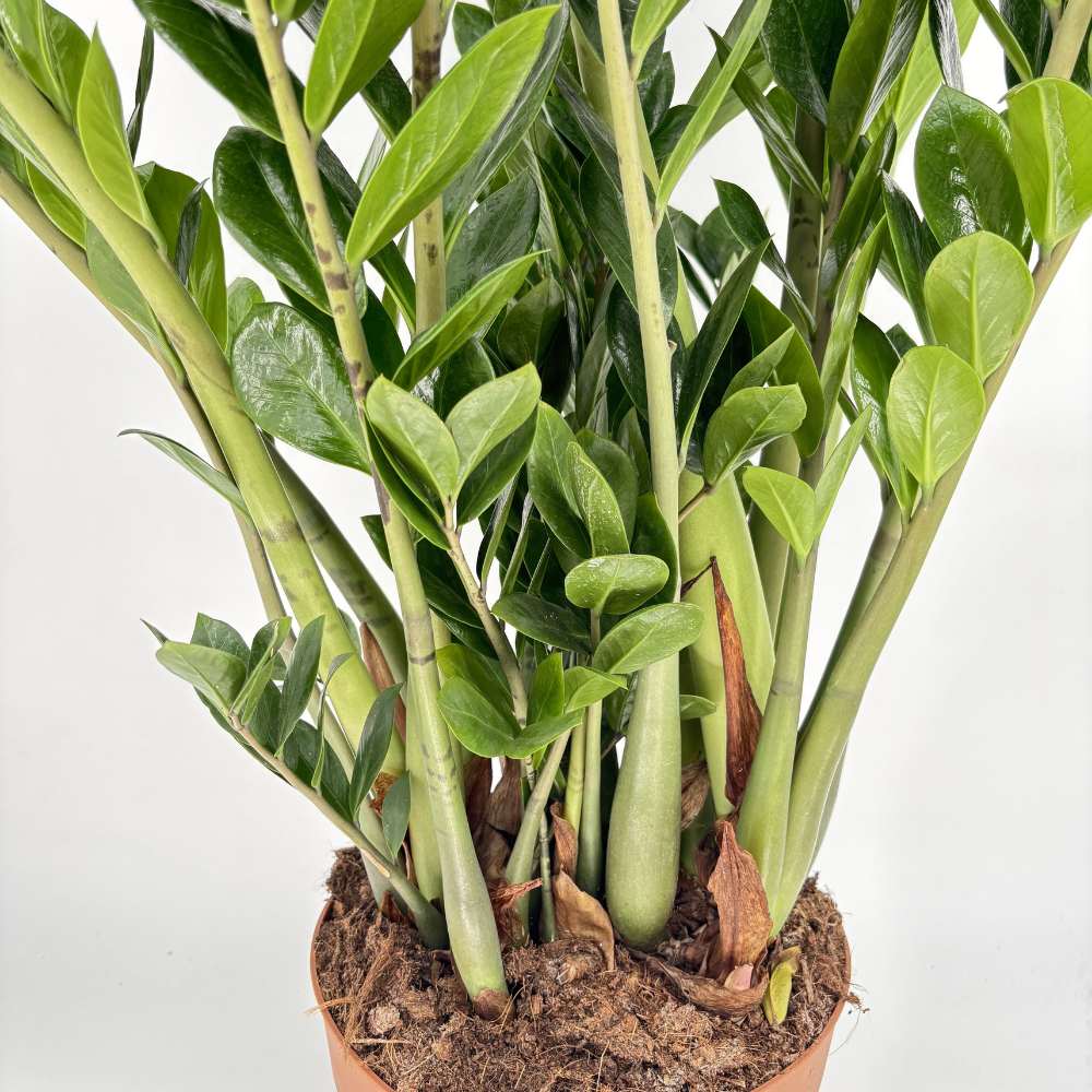 Растение на късмета (Zamioculcas Zamiifolia), 110 см, стайно растение със сукулентни листа, устойчиво на сянка, лесна поддръжка, рядко поливане