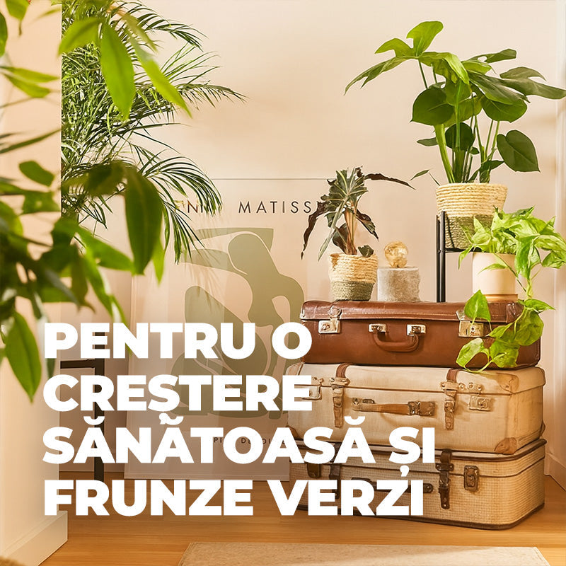 Течен тор за Грижа за Листата на Зеленолистни Растения и Палми, 500 ml, Бутилка с Пулверизатор, COMPO