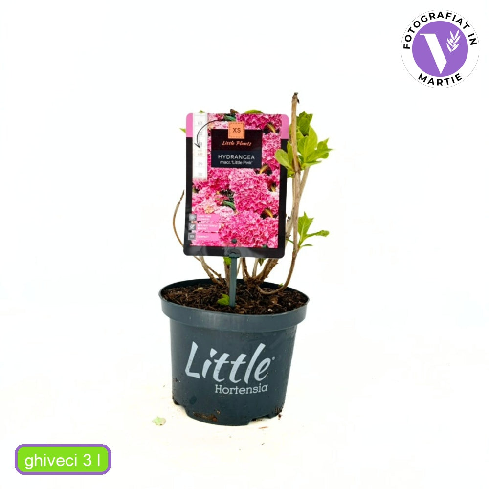 Хортензия Little Pink XS – компактен храст с розови цветове