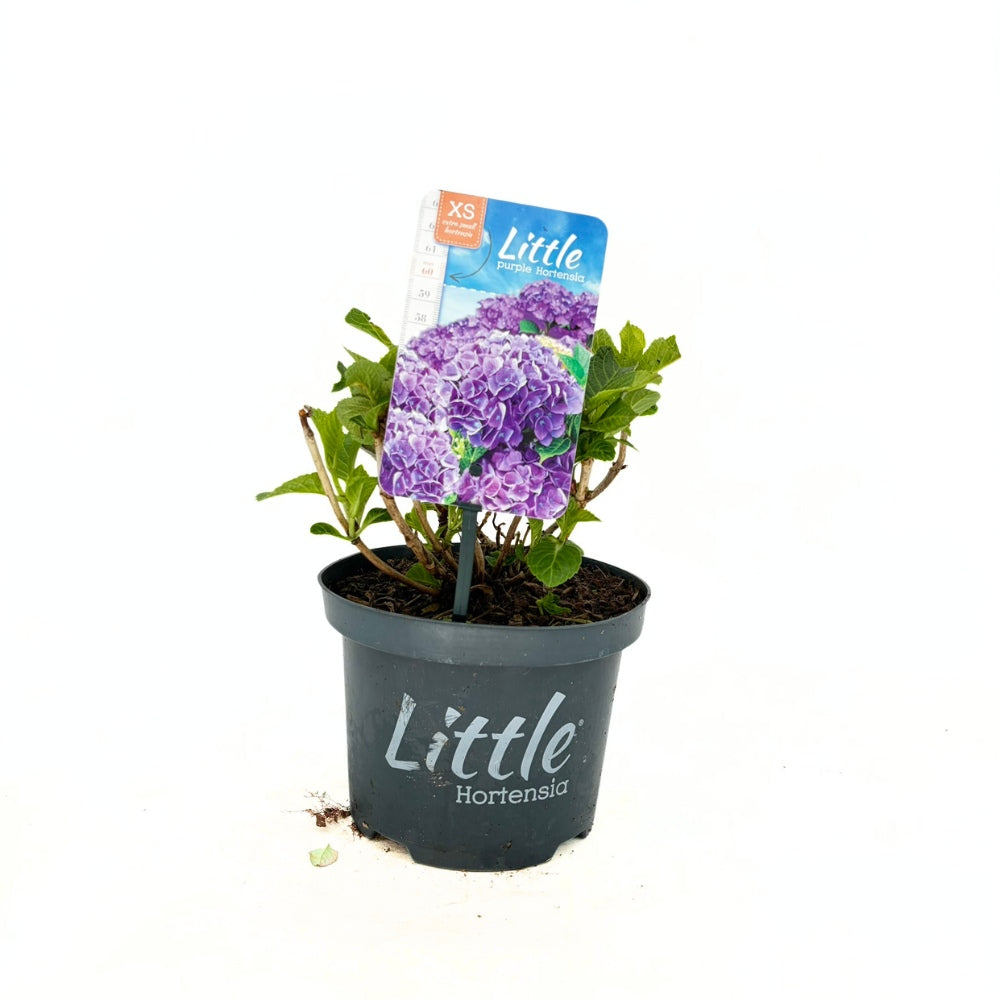 Хортензия Little Purple XS – компактна красавица с наситеновиолетови цветове