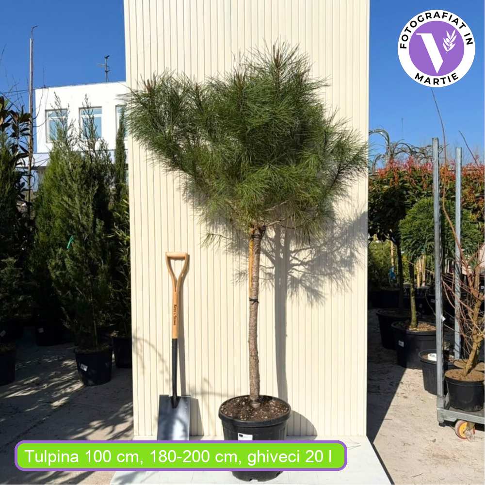 Средиземноморски бор (Pinus Pinea), чадъровиден бор с уникална орнаментална форма