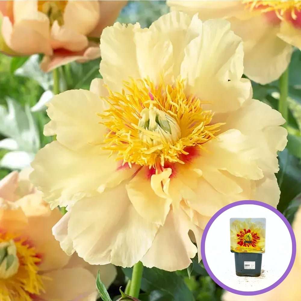 Божур Paeonia 'Prairie Charm' – жълти цветове с червени петна, вкоренен в саксия