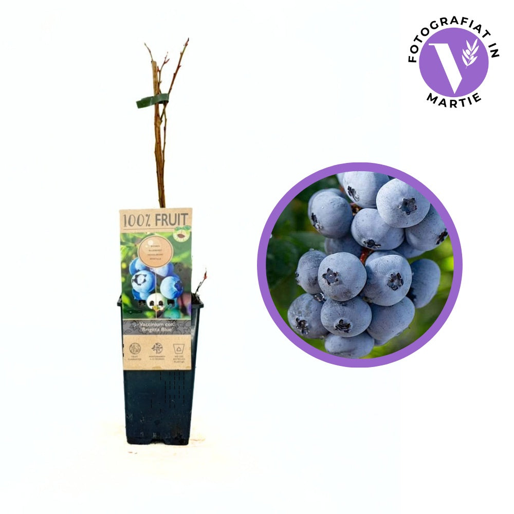 Боровинка Brigitta Blue (Vaccinium corymbosum) с твърди сладко-кисели плодове, 1-ва година на плододаване.