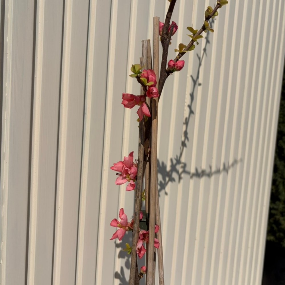 Японска дюля Pink Lady (Chaenomeles), декоративен храст с тъмнорозови двойни цветове, цъфти на голи клони, ядливи плодове, устойчив на суша