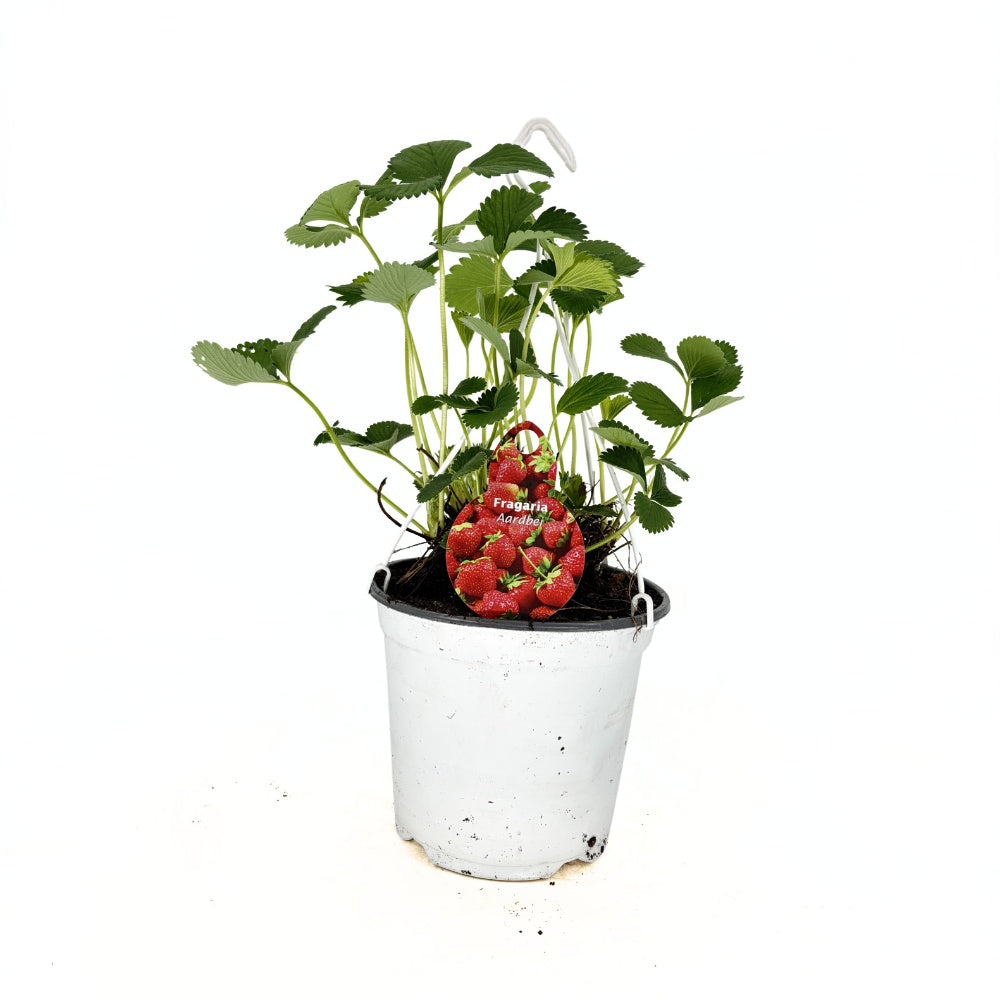 Ягода Elsanta (Fragaria ananassa) – едри, твърди плодове с висок добив за пресна консумация
