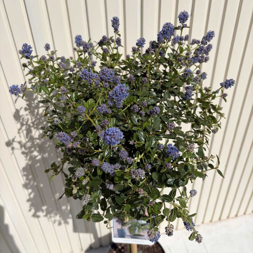 Калифорнийски люляк на стъбло Repens (Ceanothus thyrsiflorus) – вечнозелено дърво със сини цветове