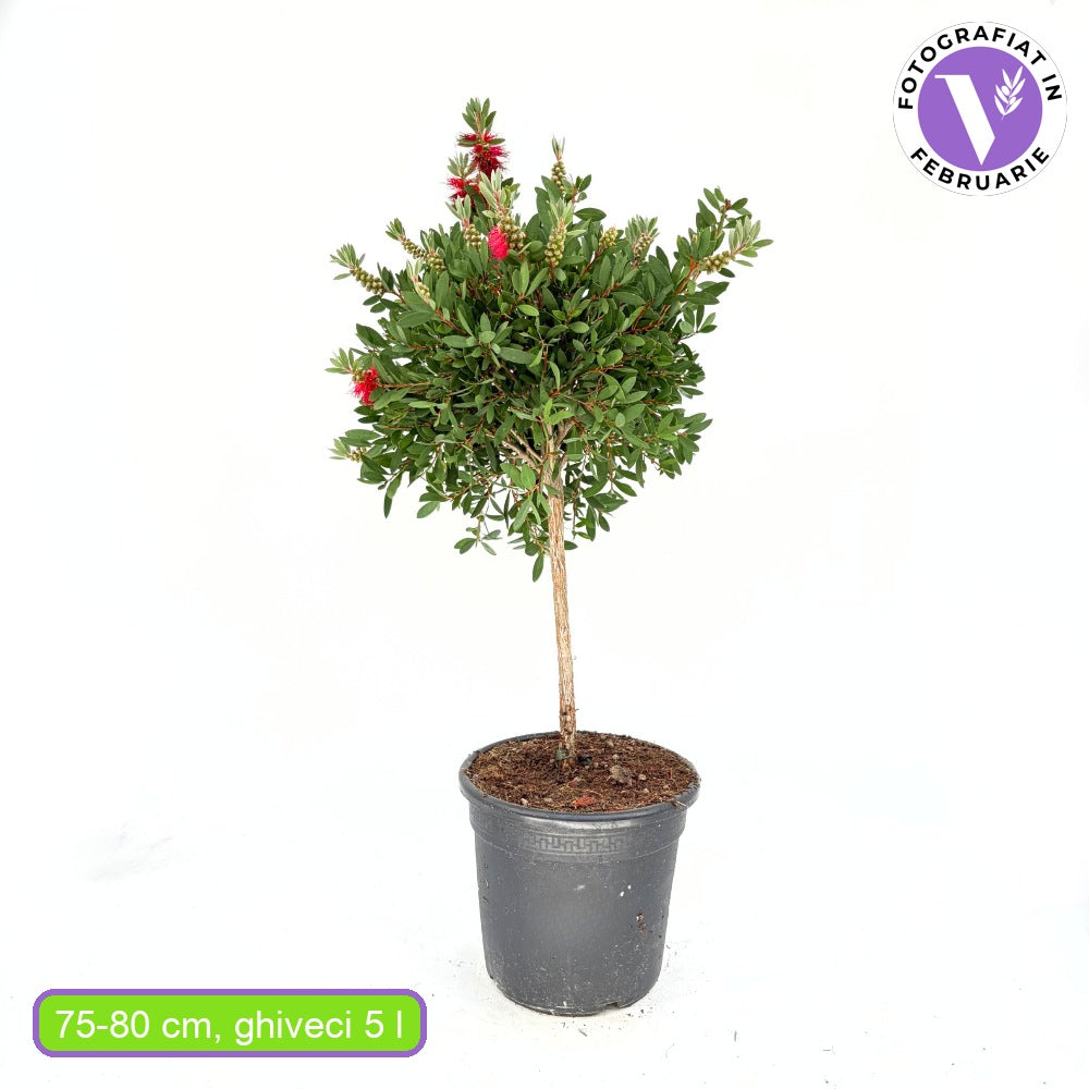 Четкообразно дърво Callistemon citrinus 'Splendens' – ароматни червени цветове