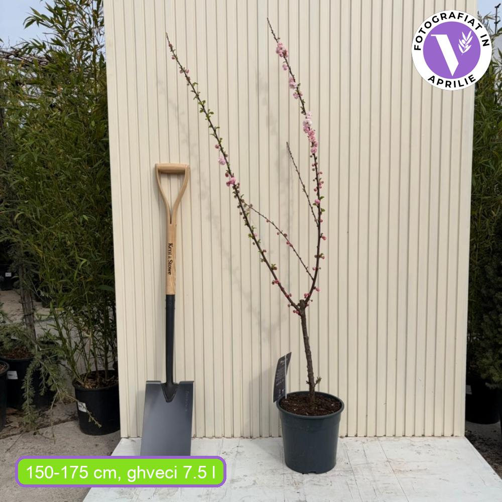 Японски декоративен бадем Prunus triloba – зрелищни двойни розови цветове, студоустойчив до –25°C