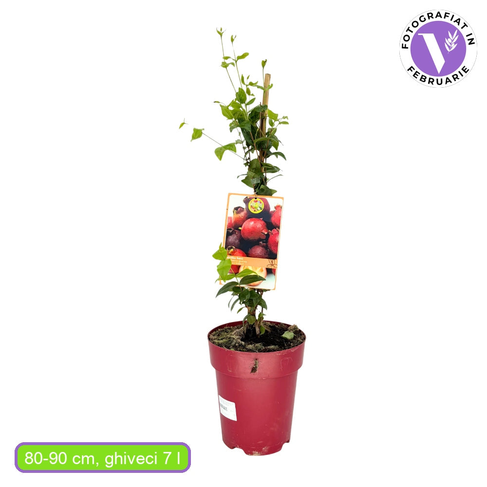 Ягодова гуава (Psidium cattleianum), екзотично плододаващо растение с червени сладко-кисели плодове с аромат на ягода и гуава, сочна месеста част