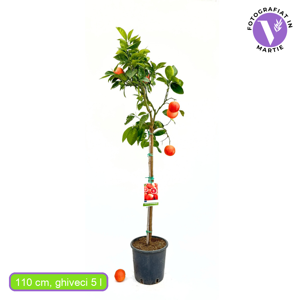 Червен портокал Sanguinello (Citrus sinensis), с сладки оранжево-червени плодове, плододава от 2-та година