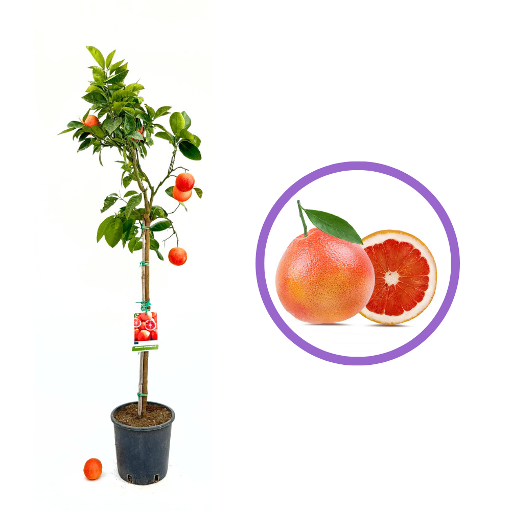Червен портокал Sanguinello (Citrus sinensis), с сладки оранжево-червени плодове, плододава от 2-та година