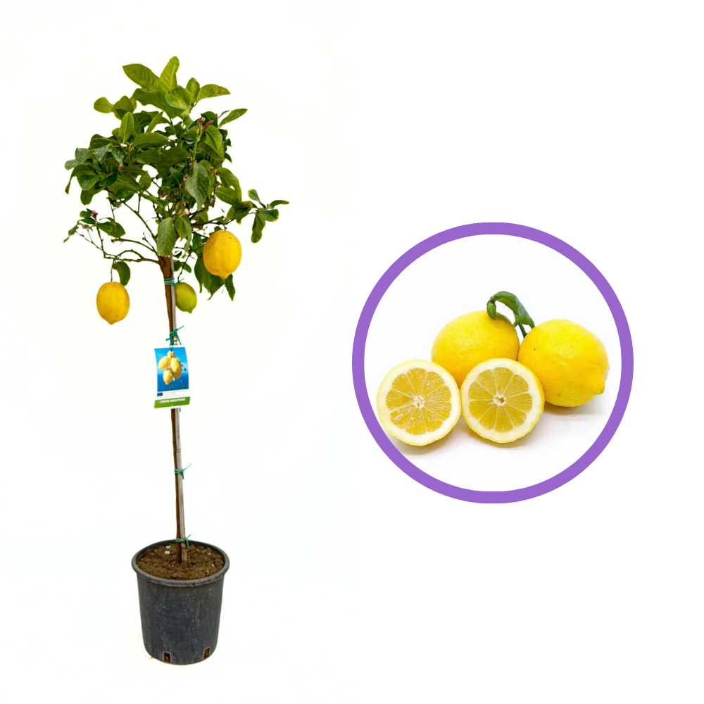 Лимоново дърво Amalfitano (Citrus limon), 110 см, с дълги жълти ароматни плодове, плододава от 2-та година