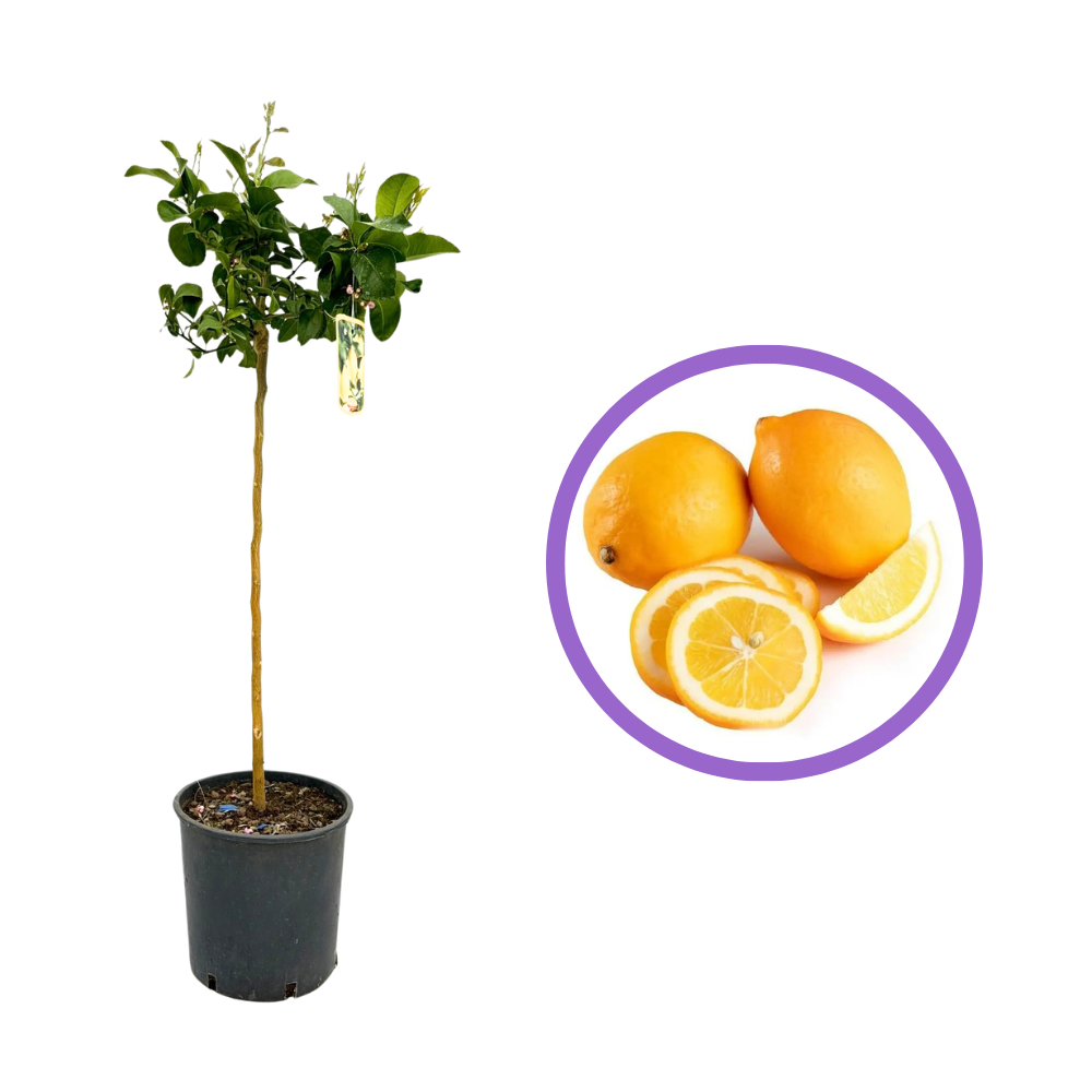 Лимоново дърво (Citrus Limon) Meyer, 50 см, с големи жълто-оранжеви ароматни плодове, 2-ра година плододаващо