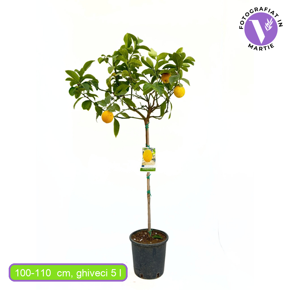 Лимоново дърво Monachello (Citrus limon), 100-110 см, с едри жълти силно ароматни плодове, плододава от 2-та година