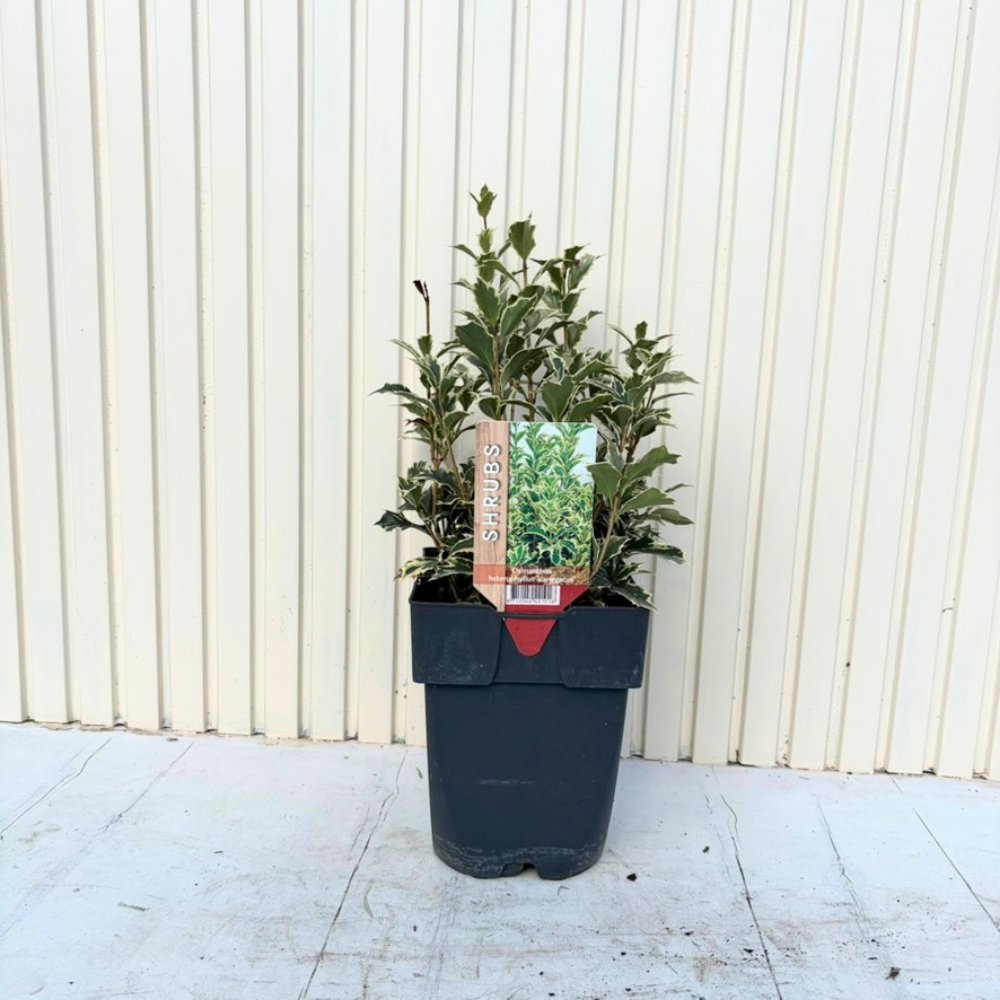 Османтус – Ilex фалшив Osmanthus heterophyllus, вечнозелен храст с лъскави вариегатни листа и бели ароматни цветове