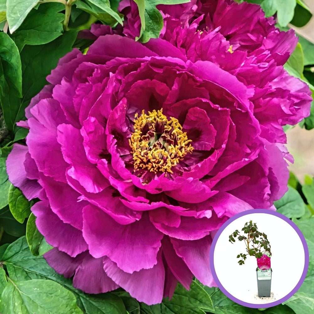 Божур дърво (Paeonia suffruticosa) с фуксиени цветове – зашеметяващ цъфтеж и деликатен аромат