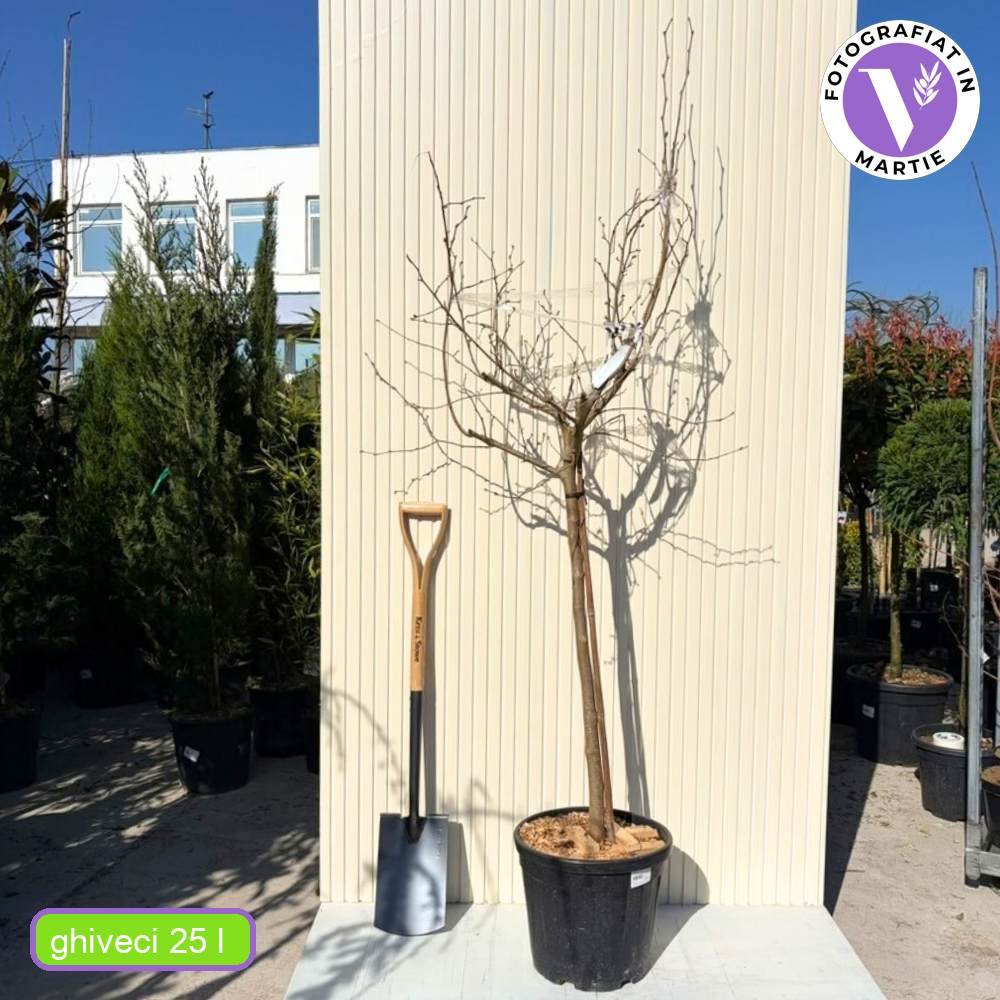 Бяла декоративна черница (Morus Alba), без плодове