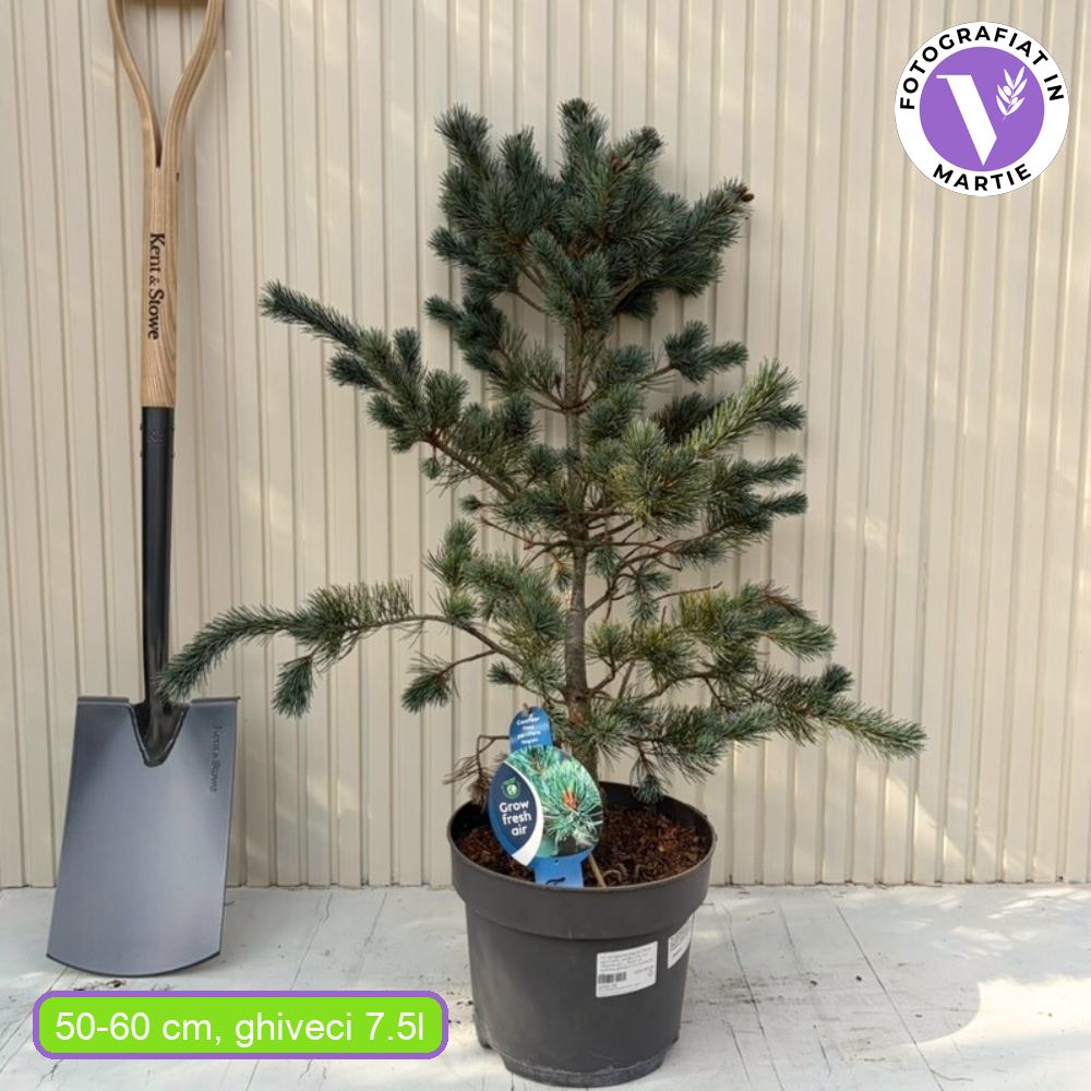 Японски бял бор Negishi (Pinus parviflora) – миниатюрен иглолистен бонсай със сини иглички
