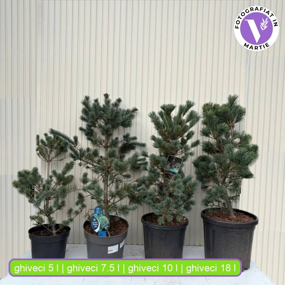 Японски бял бор Negishi (Pinus parviflora) – миниатюрен иглолистен бонсай със сини иглички
