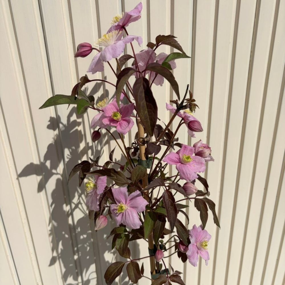 Клематис Fragrant Spring – катерливо растение с едри бледорозови ароматни цветове