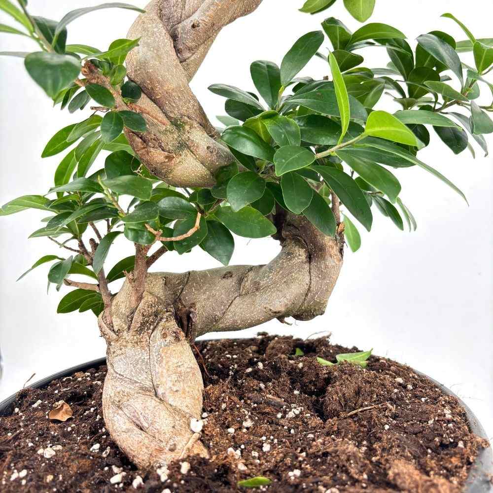 Фикус Бонсай Ginseng форма спирала – екзотична стайна растение, пречистващо въздуха, 85–90 см