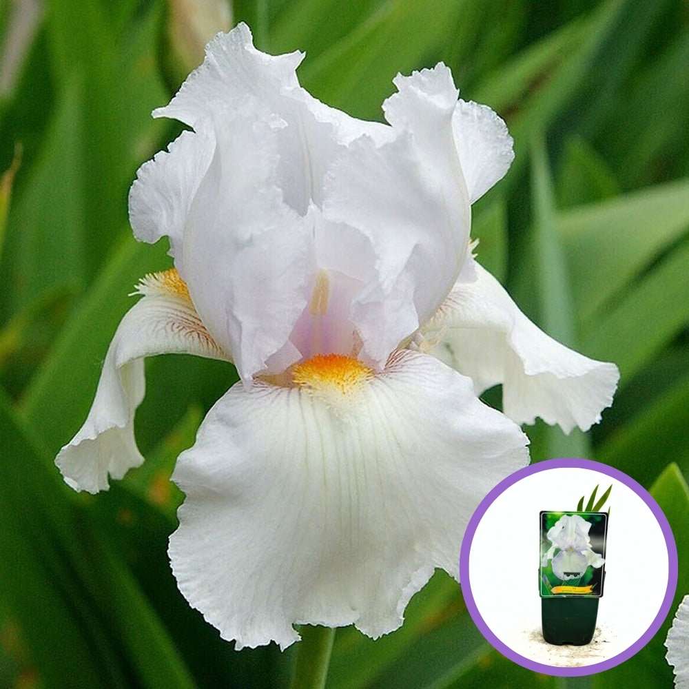 Ирис Germanica 'Immortality' – бели ароматни цветове, бърз растеж