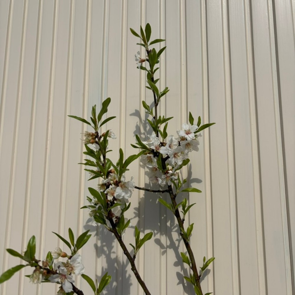 Мигдал (Prunus amygdalus) Santa Caterina с сладки хрупкави бадеми, 2-ра година на плододаване.