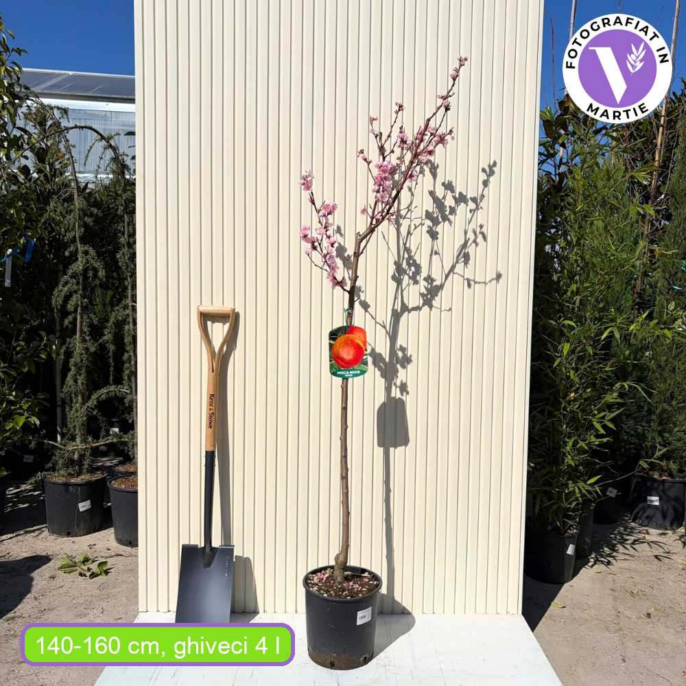Нектарина (Prunus Persica) Noce Venus с червено-жълти плодове, втора година на плододаване