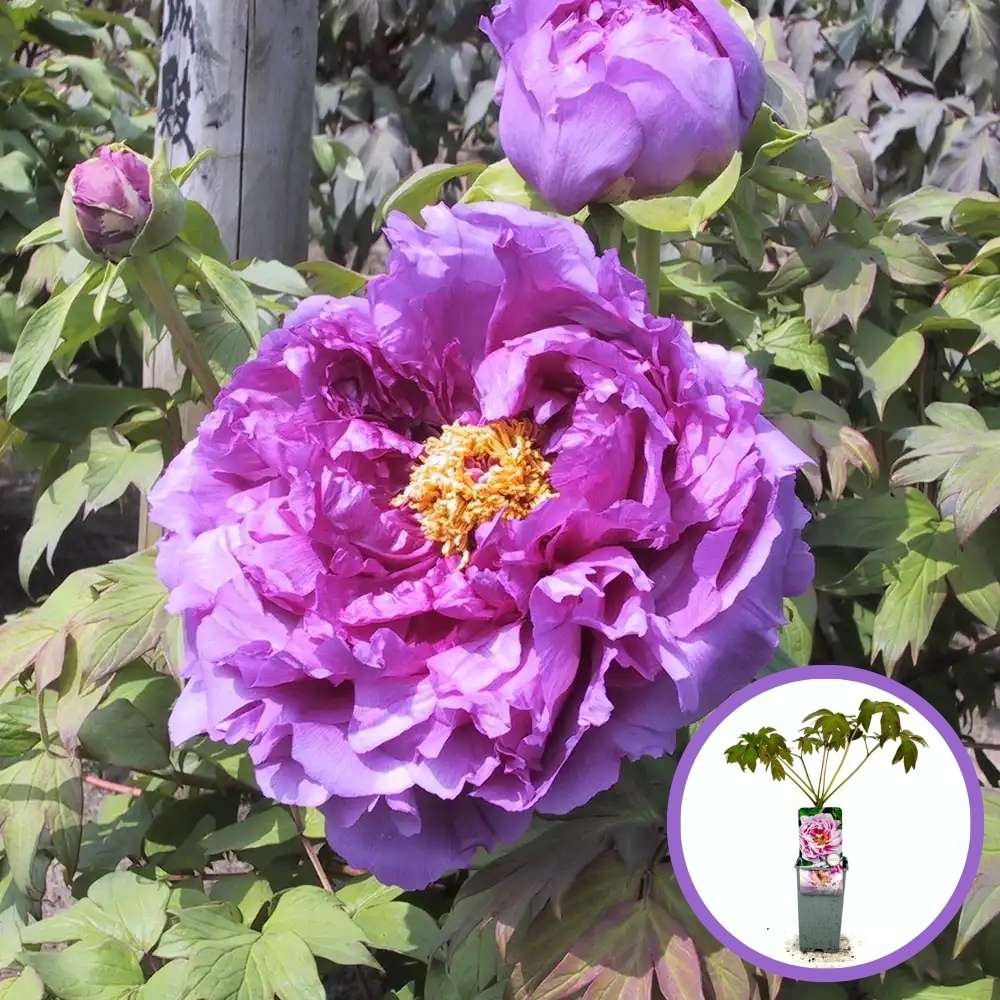 Божур дърво (Paeonia suffruticosa) с люляковорозови цветове – зашеметяващ цъфтеж и деликатен аромат
