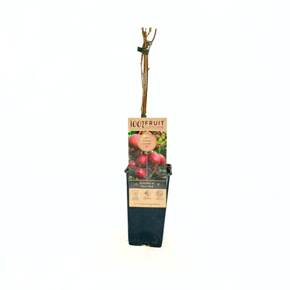 Сибирско киви Ken's Red (Actinidia arguta), женско растение, с сладки червени плодове, богати на витамин C