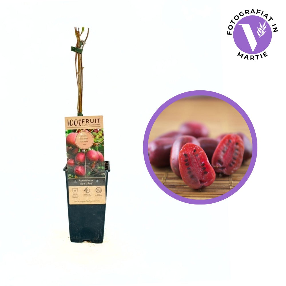 Сибирско киви Ken's Red (Actinidia arguta), женско растение, с сладки червени плодове, богати на витамин C