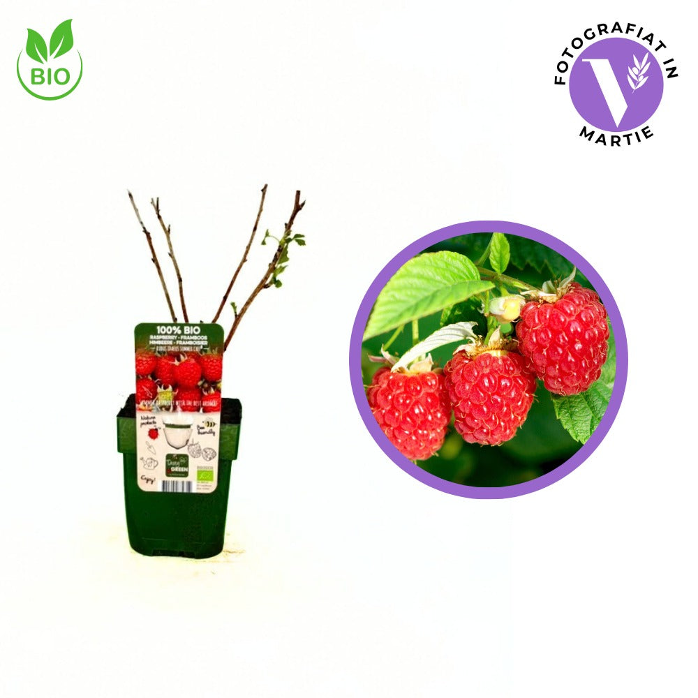 Малина Summerchef BIO, с наситен аромат и едри плодове, подходяща за десерти, 1-ва година плододаване
