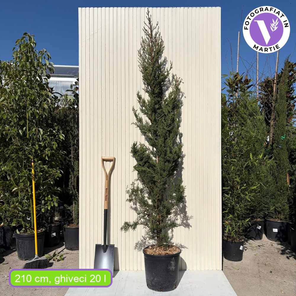 Италиански кипарис (Cupressus sempervirens Pyramidalis), колонен, устойчив, интензивнозелен, бърз растеж