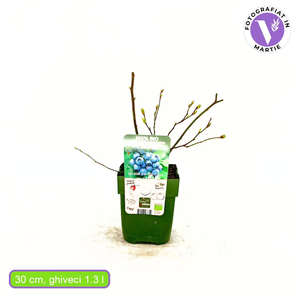 Ранна боровинка Reka (Vaccinium corymbosum), продуктивен храст с едри синьо-сладки плодове, 1-ва година плододаване