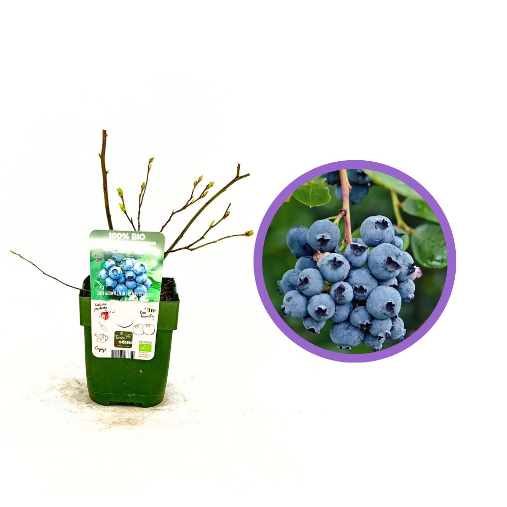 Ранна боровинка Reka (Vaccinium corymbosum), продуктивен храст с едри синьо-сладки плодове, 1-ва година плододаване