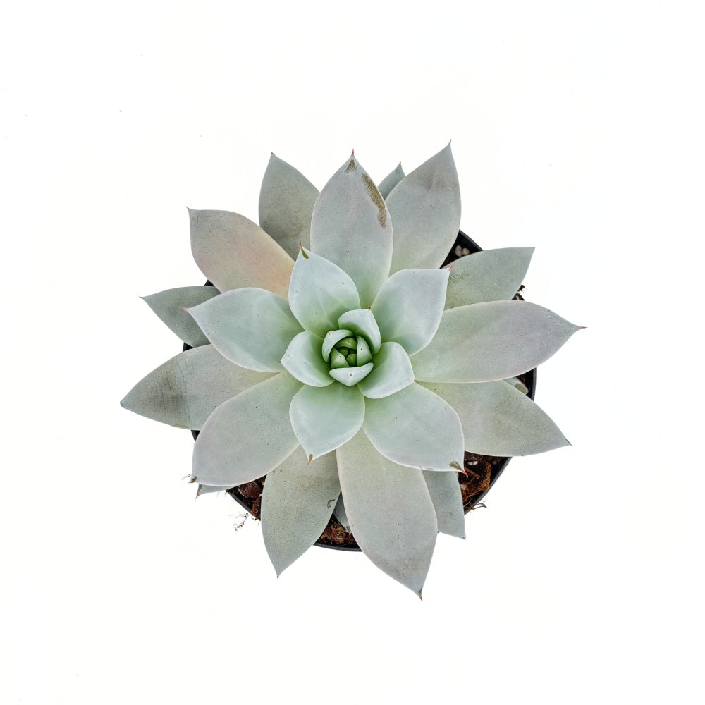 Сукулент (Echeveria) Mexican Giant, 20 см – сребристо-перлена гигантска розетка за интериор