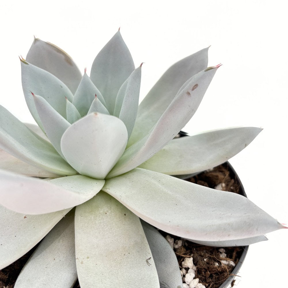 Сукулент (Echeveria) Mexican Giant, 20 см – сребристо-перлена гигантска розетка за интериор
