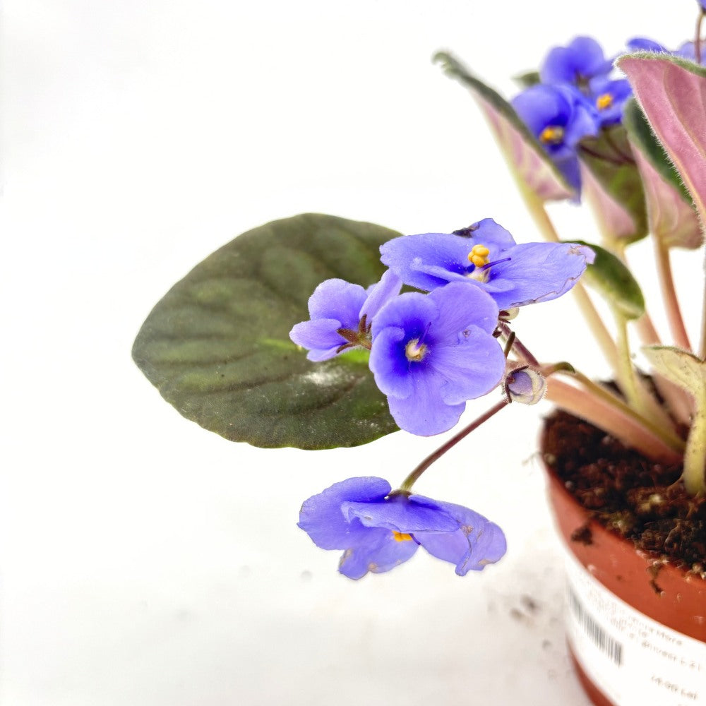 Виолетка Saintpaulia 'More Lips Blue' – синьо цъфтящо стайно растение