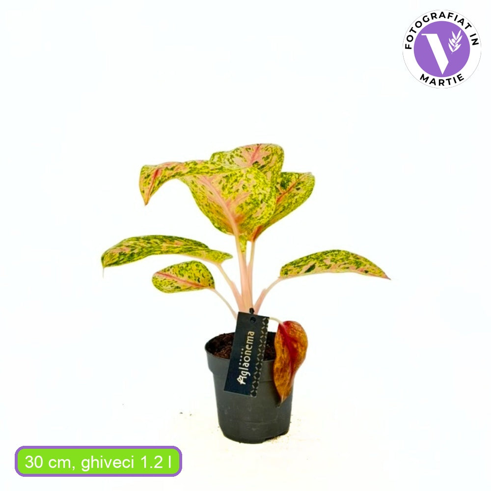 Аглаонема Grand Poppy – тропическо стайно растение с ефектни розово-червени листа, 30 см