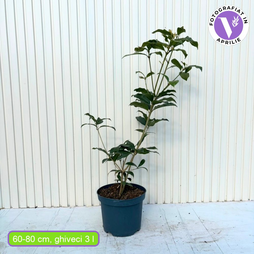 Османтус – Osmanthus fragrans, вечнозелен храст с ароматни бели цветове и лъскава зеленина