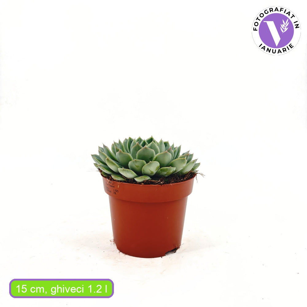 Сукулент (Echeveria) Sky Pearl, 15 см – декоративна розетка с перлено сребристи листа
